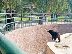 Children are watching animals while visiting Bahawalpur Zoo.