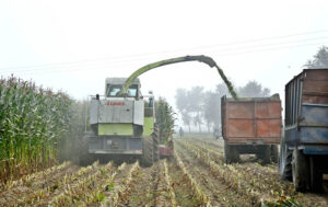 Workers busy in harvesting corn crops with help of machine.