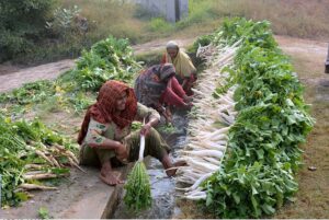 Women farmers washing freshly harvested radishes from the water canal, preparing them for market.