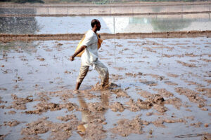 A farmer is busy throwing wheat seeds in the field for the upcoming wheat crop.