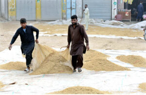 Laborers are busy spreading rice to dry it on the ground.