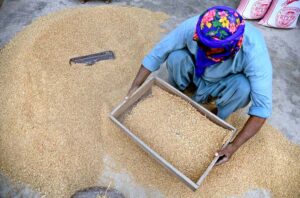 A worker cleans wheat crop by hand using traditional methods at the old Anaj Mand in the outskirts area of the city.