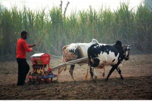 A farmer continues traditional practices, plowing his fields using oxen to prepare new crops on the outskirts of the city.