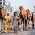 Nomads leading their camels on the way while looking for customers to sell camel milks in the street of city