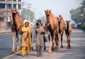 Nomads leading their camels on the way while looking for customers to sell camel milks in the street of city