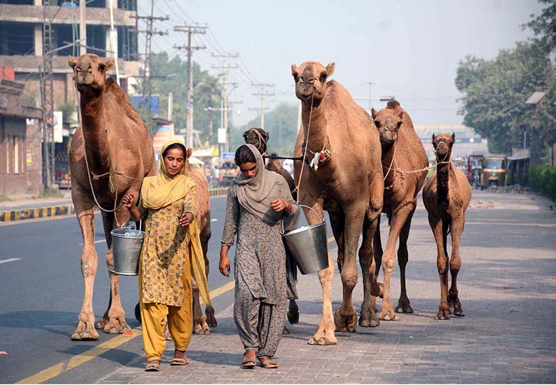 Nomads leading their camels on the way while looking for customers to sell camel milks in the street of city
