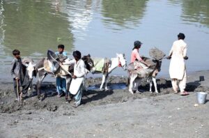 Laborers loading sand onto donkeys from Rice Canal to deliver to customers.