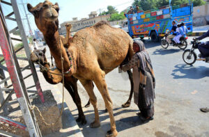 A female vendor milking camels to sell fresh camel milk on Jail Road in the city.