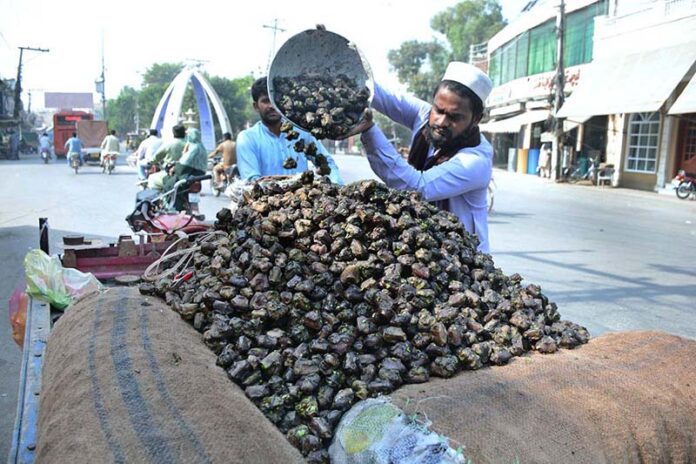 A vendor displaying water chestnut (singhara) to attract customers