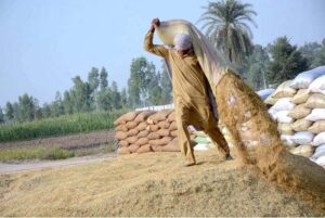A labourer spreading rice for drying purposes in the field.