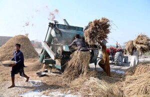 Farmers threshing rice crop at their field near Mashori Sharif Road.