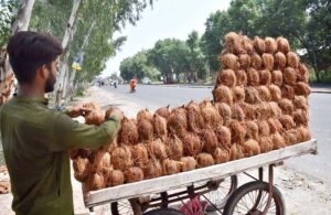 A street vendor arranges coconuts on his handcart, creating an enticing display to attract passing customers.