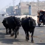 A herd of buffaloes wandering freely at Mohen-jo-Daro Airport Road creating hurdle in flow of traffic and needs the attention of concerned Authorities