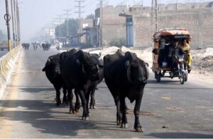 A herd of buffaloes wandering freely at Mohen-jo-Daro Airport Road creating hurdle in flow of traffic and needs the attention of concerned Authorities