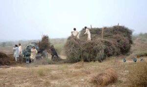 Tree branches are crushed by laborers using a machine in the desert, preparing fuel for kilns.
