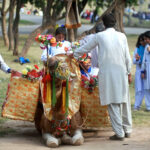 Students from various colleges and universities enjoy camel rides during their trip to Jilani Park