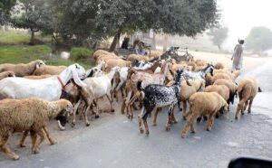 A shepherd is guiding a herd of goats and sheep heading toward grazing in the field