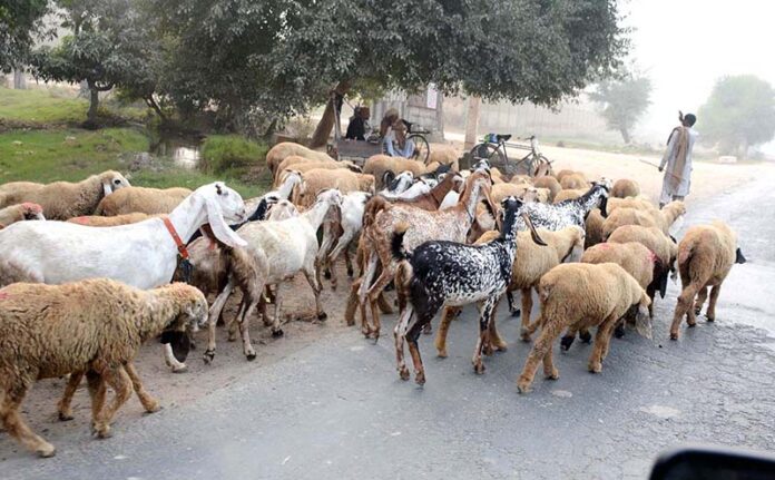 A shepherd is guiding a herd of goats and sheep heading toward grazing in the field
