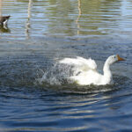 Goose enjoy bath in a water pond of Rani Bagh Zoo