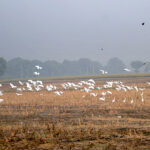 A flock of migratory birds at a farm field in search of food