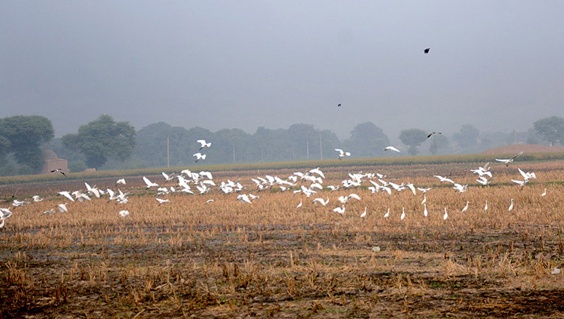 A flock of migratory birds at a farm field in search of food