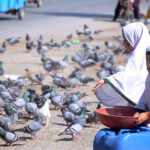 School going children feeding a flock of pigeons along the roadside