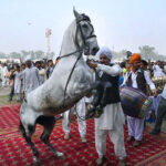 A horse performs a graceful dance to the beat of drums during the horse and cattle show organized by the Directorate General of Sports Khyber Pakhtunkhwa at Col Sher Khan Stadium
