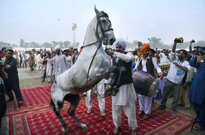A horse performs a graceful dance to the beat of drums during the horse and cattle show organized by the Directorate General of Sports Khyber Pakhtunkhwa at Col Sher Khan Stadium