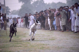 A horse performs a graceful dance to the beat of drums during the horse and cattle show organized by the Directorate General of Sports Khyber Pakhtunkhwa at Col Sher Khan Stadium