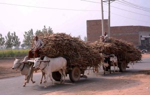 A bull cart loaded with sugarcane makes its way down Naranwala Road, guided by farmers
