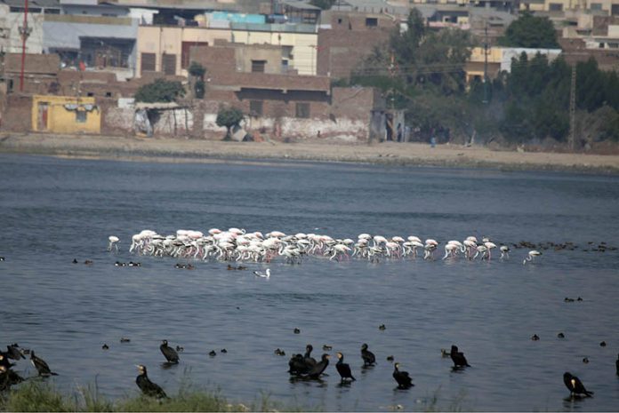 An attractive view of flocks of Siberian migratory birds sitting on the pond at Jamshoro Road