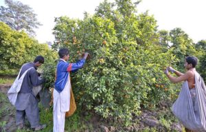 Laborers busy plucking oranges from trees in an orange garden along Khushab Road.