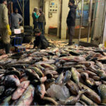 Vendors display and sell fish to attract customers at the fish market