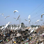 Birds flock hovering and sitting on garbage piles and searching food for survive at Sarmast Road