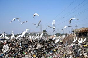 Birds flock hovering and sitting on garbage piles and searching food for survive at Sarmast Road