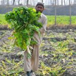 Farmer is busy collecting radish from his field at Northern Bypass to transport to the vegetable market