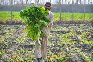 Farmer is busy collecting radish from his field at Northern Bypass to transport to the vegetable market