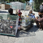 A roadside vendor showcases caged birds, drawing attention from passersby for sell on Hali Road