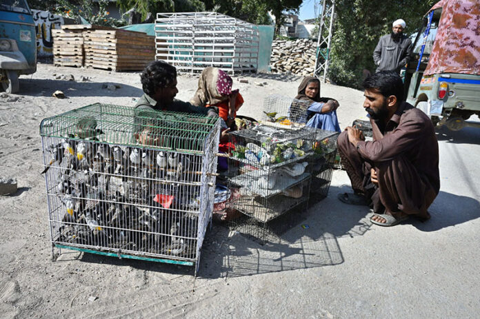 A roadside vendor showcases caged birds, drawing attention from passersby for sell on Hali Road