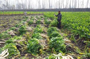 Farmer is busy collecting radish from his field at Northern Bypass to transport to the vegetable market
