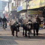 Buffaloes freely walking on Millat Road creating hurdle in smooth flow of traffic to needs the attention of the concerned authorities