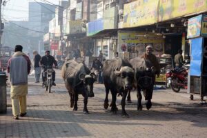Buffaloes freely walking on Millat Road creating hurdle in smooth flow of traffic to needs the attention of the concerned authorities