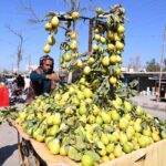 A vendor arranging and displaying the seasonal fruit (Guava) to attract the customers at his roadside setup