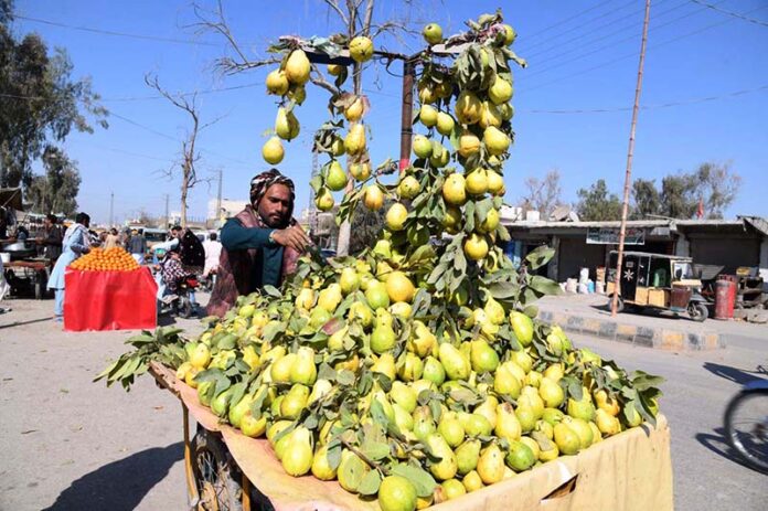 A vendor arranging and displaying the seasonal fruit (Guava) to attract the customers at his roadside setup
