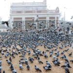 People throwing food for pigeons as mercy
