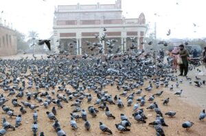 People throwing food for pigeons as mercy