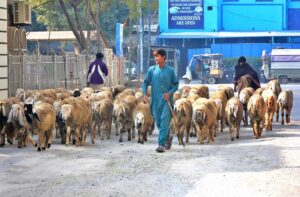 A shepherd guarding herd of sheep heading towards the grazing field at Latifabad.