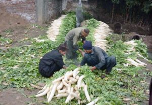 Vendors displaying oranges to attract the customers.