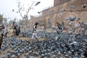 People throwing food for pigeons as mercy