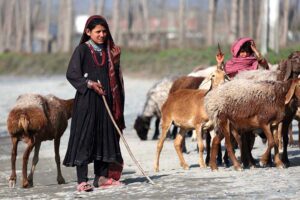 Gypsy girls guide their herd of sheep along the roadside at Charsadda Road.